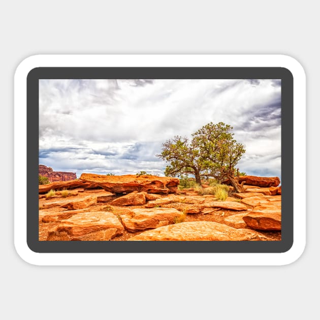 Juniper Tree, Capitol Reef National Park Sticker by Gestalt Imagery